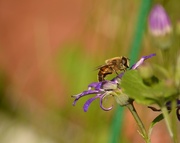 28th Sep 2023 - Bee on Senetti...........