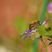 Bee on Senetti........... by ziggy77