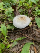 27th Sep 2023 - Tiny fungi