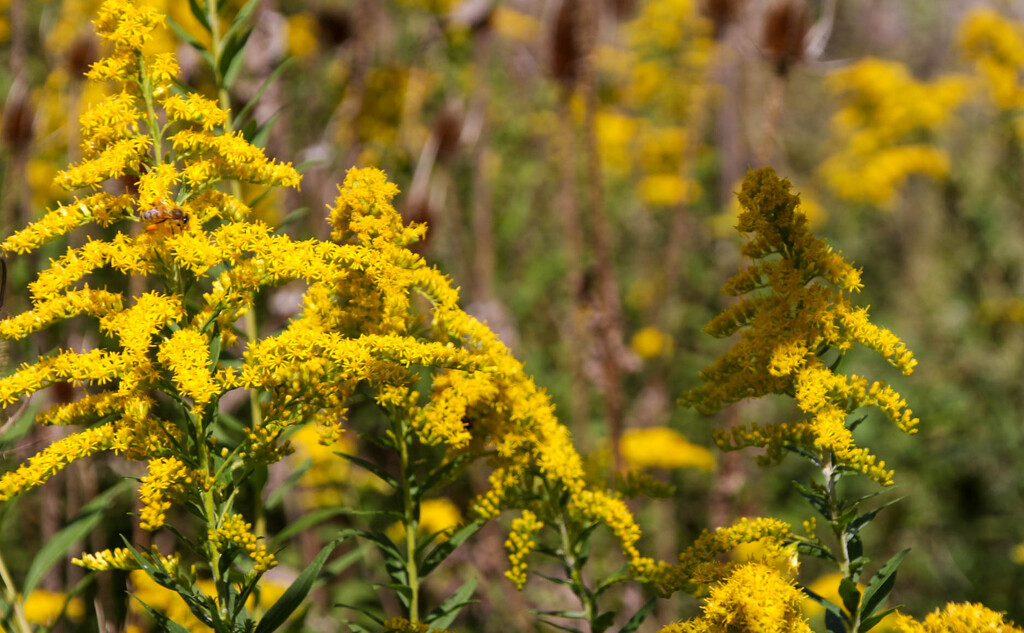More goldenrod by mittens