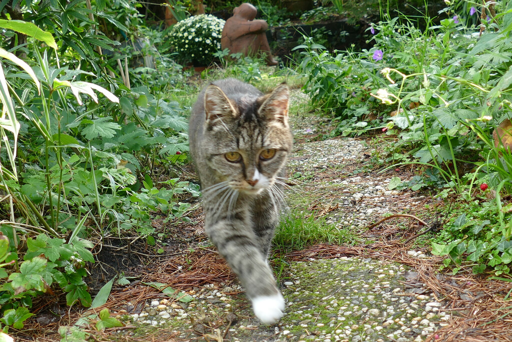 P1220751my cat in the garden by marijbar