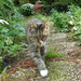 P1220751my cat in the garden