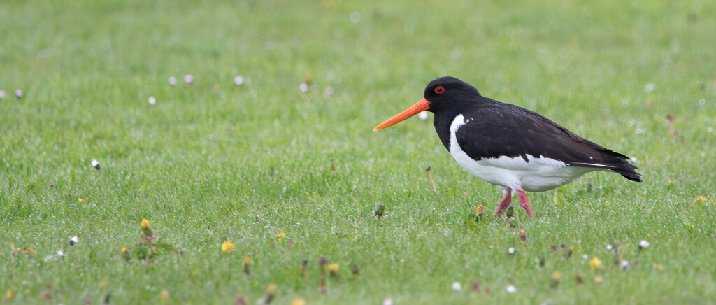 Oystercatcher by lifeat60degrees