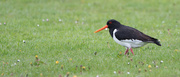 20th May 2023 - Oystercatcher