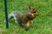 28th Sep 2023 - Squirrel
