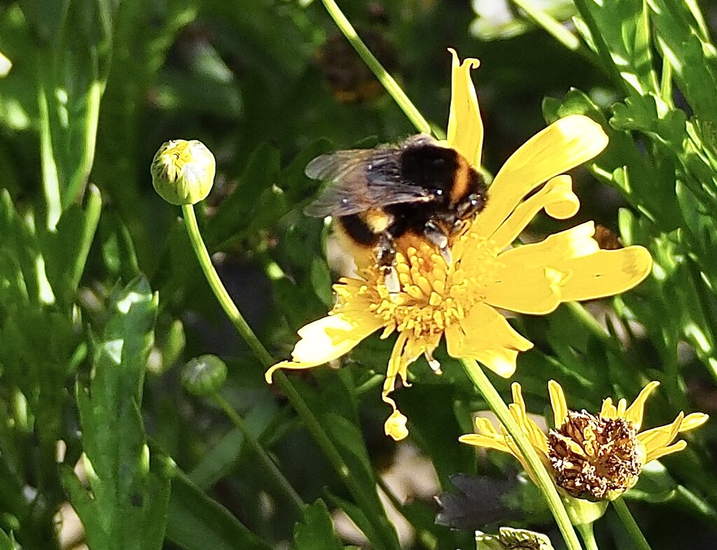 Bumblebee by Dawn