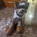 Pup in boots by monicac