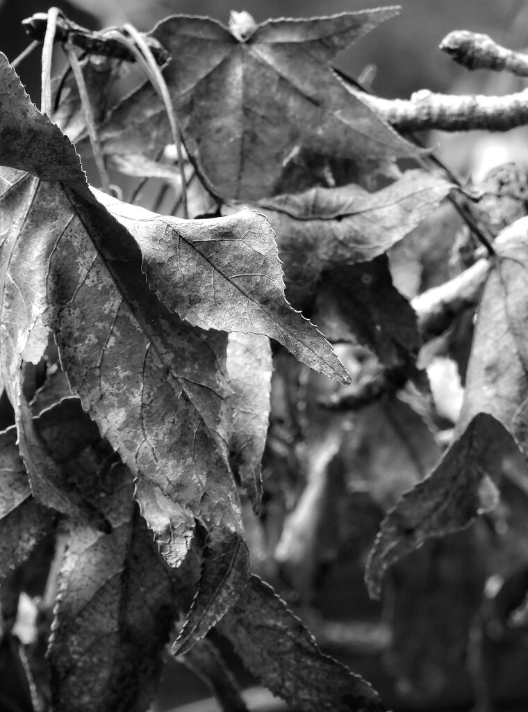 Dead leaves... by marlboromaam