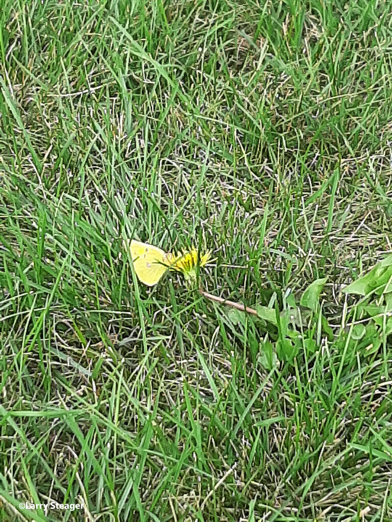 Little Yellow butterfly in grass by larrysphotos