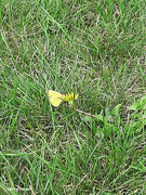 28th Sep 2023 - Little Yellow butterfly in grass