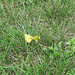 Little Yellow butterfly in grass