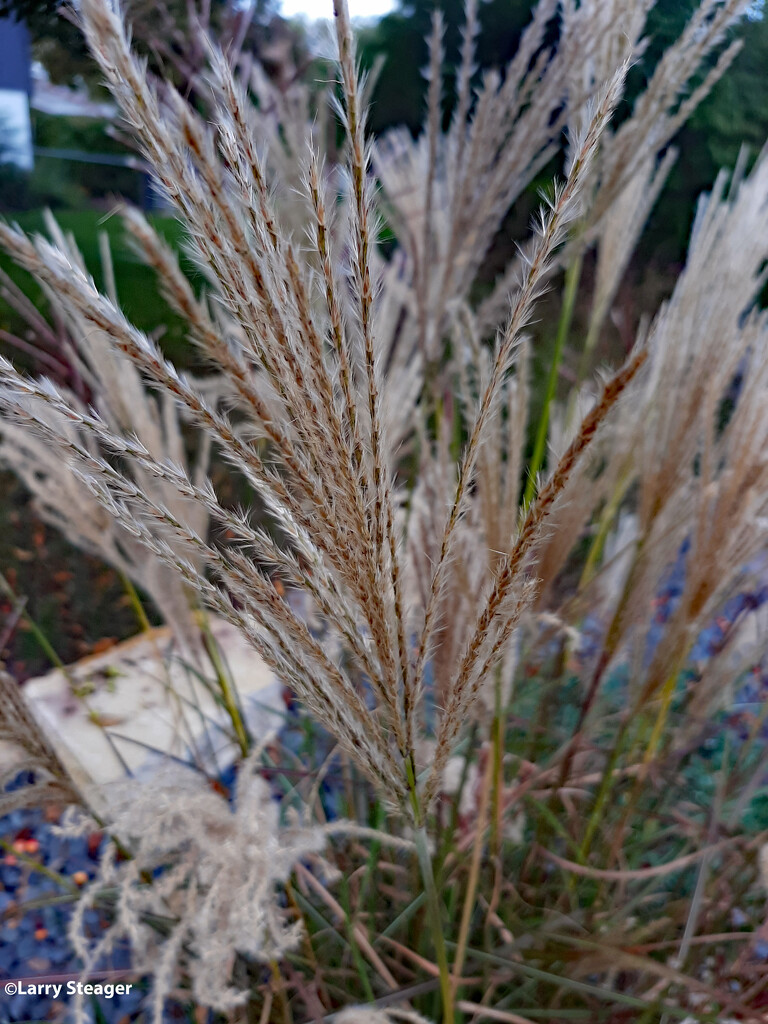 Closeup Maiden grass by larrysphotos