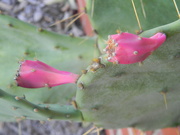 28th Sep 2023 - Cactus Fruit