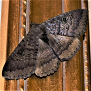 29th Sep 2023 - A Beautiful Moth ~ 