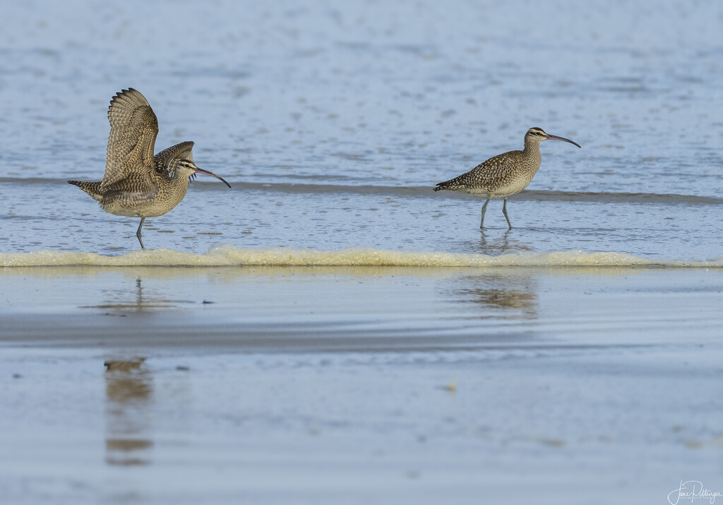 One Legged Whimbrel and Friend  by jgpittenger