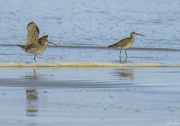 29th Sep 2023 - One Legged Whimbrel and Friend 