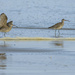 One Legged Whimbrel and Friend 