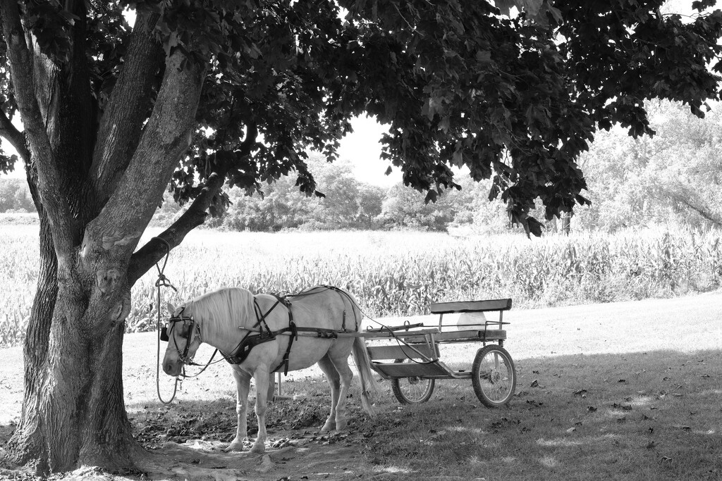 Horse & Buggy.   NF-SOOC by lsquared