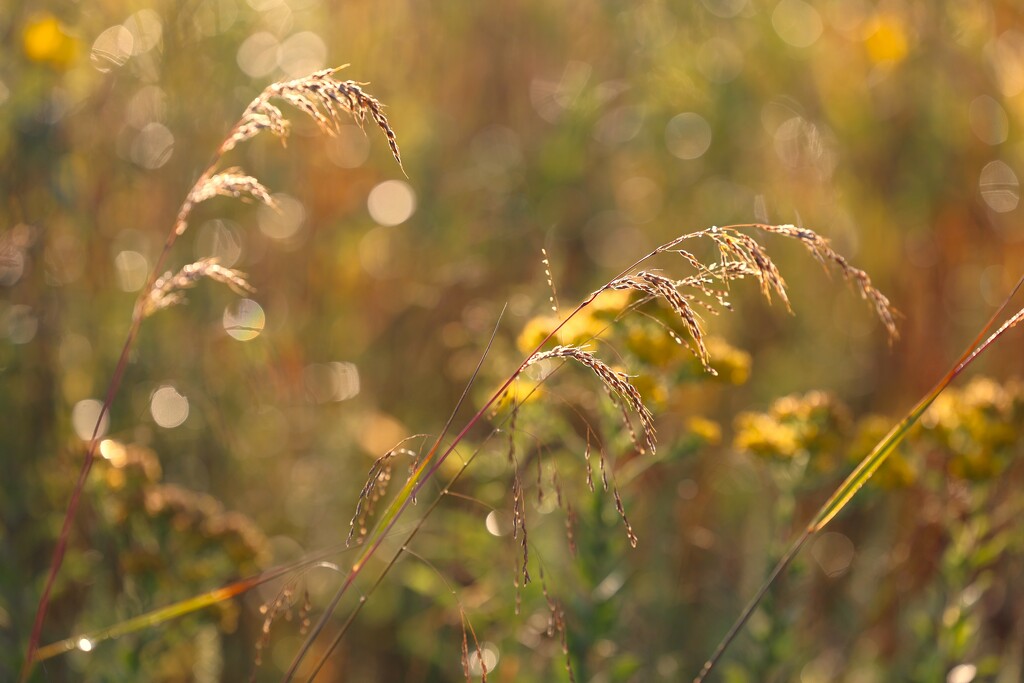 Fall Weeds by lynnz