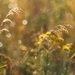 Fall Weeds by lynnz