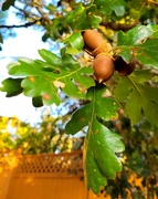 28th Sep 2023 - Acorns