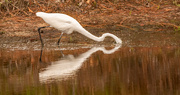 28th Sep 2023 - Egret Making the Plunge!