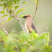 28th Sep 2023 - CEDAR WAXWING