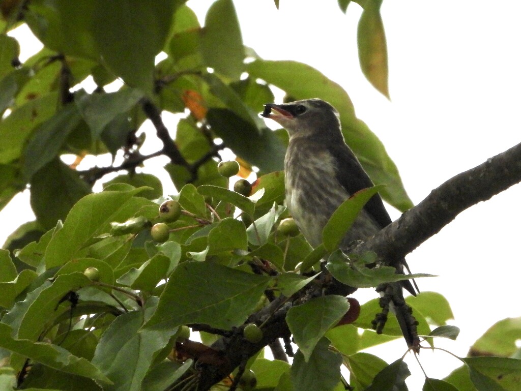 Juvenile Cedar Waxwing by amyk