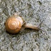 Snail by upandrunning