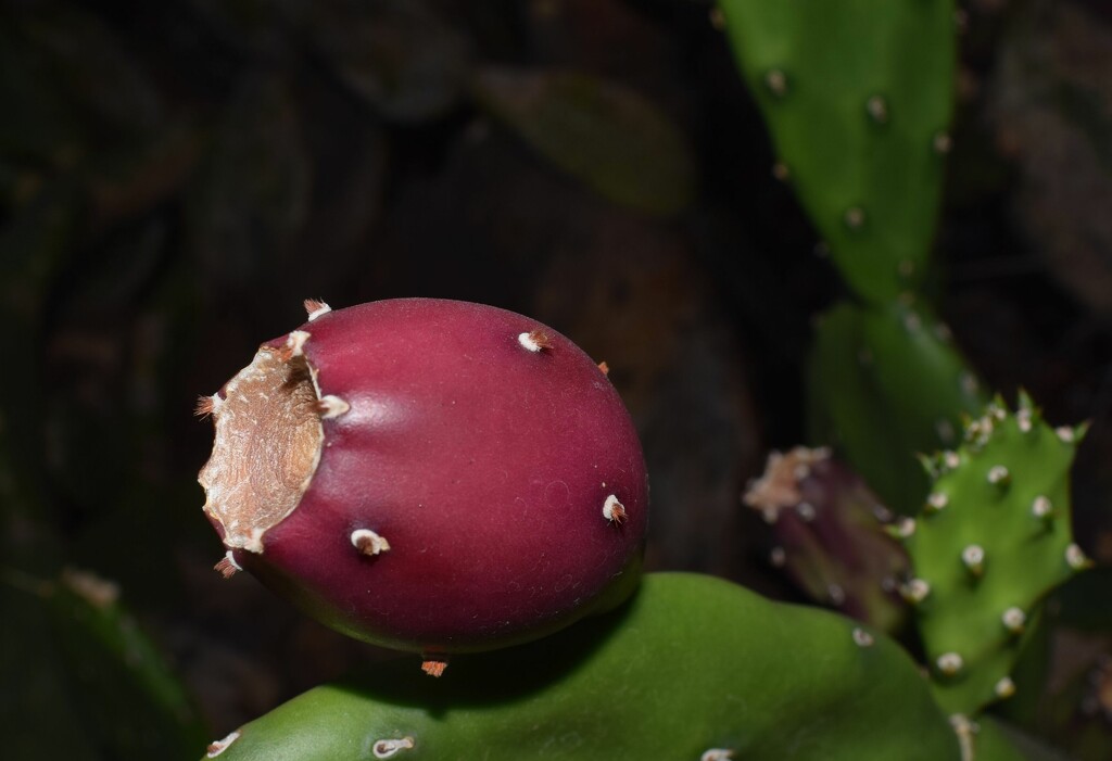 9 26 Prickly Pear fruit by sandlily