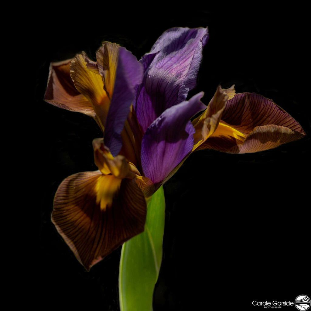 Iris by yorkshirekiwi