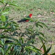 29th Sep 2023 - King Parrot