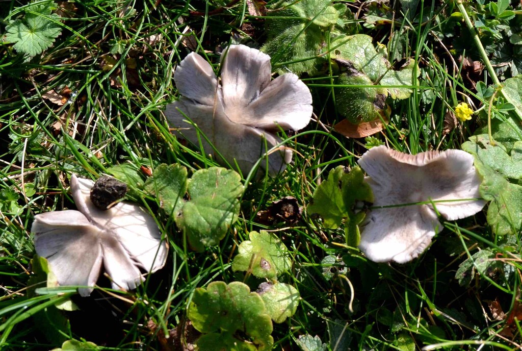 Common Gilled Mushrooms by arkensiel