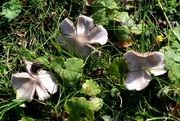 29th Sep 2023 - Common Gilled Mushrooms