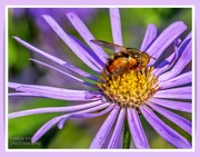 29th Sep 2023 - Hoverfly And Michaelmas Daisy