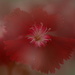 Dianthus by ziggy77