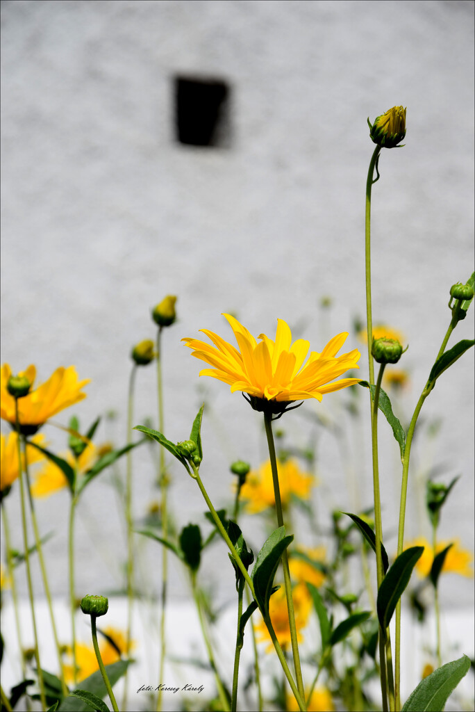 Garden flowers by kork