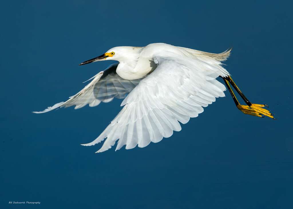 Snowy Egret by photographycrazy