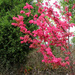 Tree with fall red color by mittens