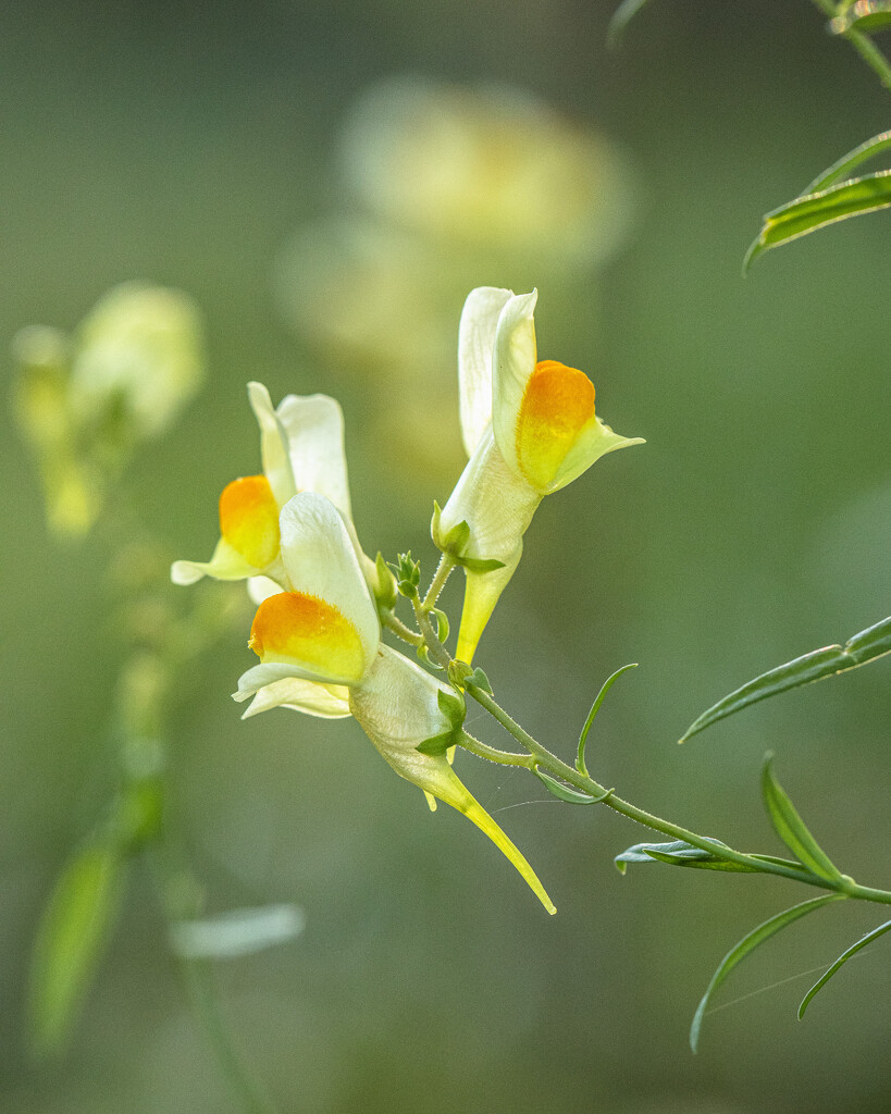 yellow toadflax by aecasey