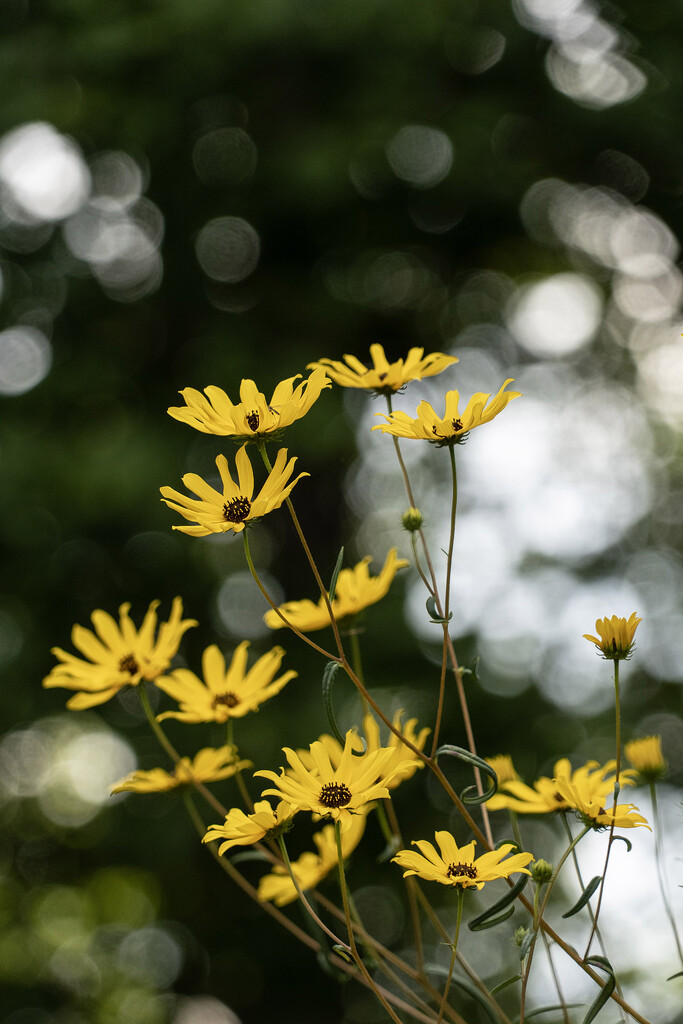 Swamp Sunflowers 2 by k9photo
