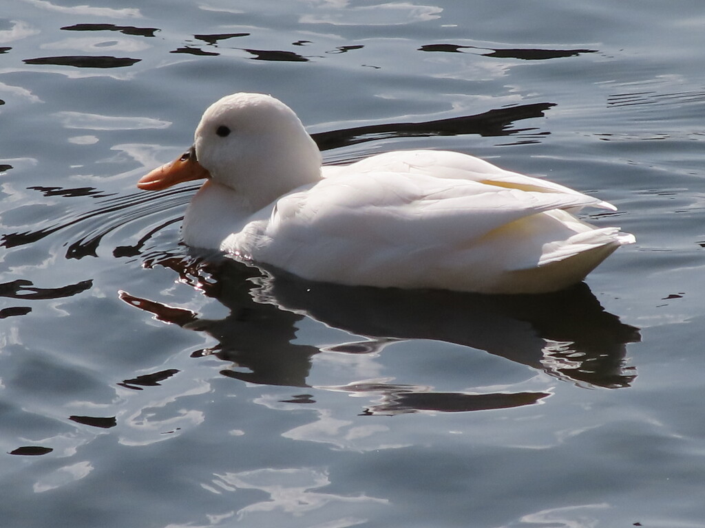 At St Ives, Cambridgeshire by g3xbm