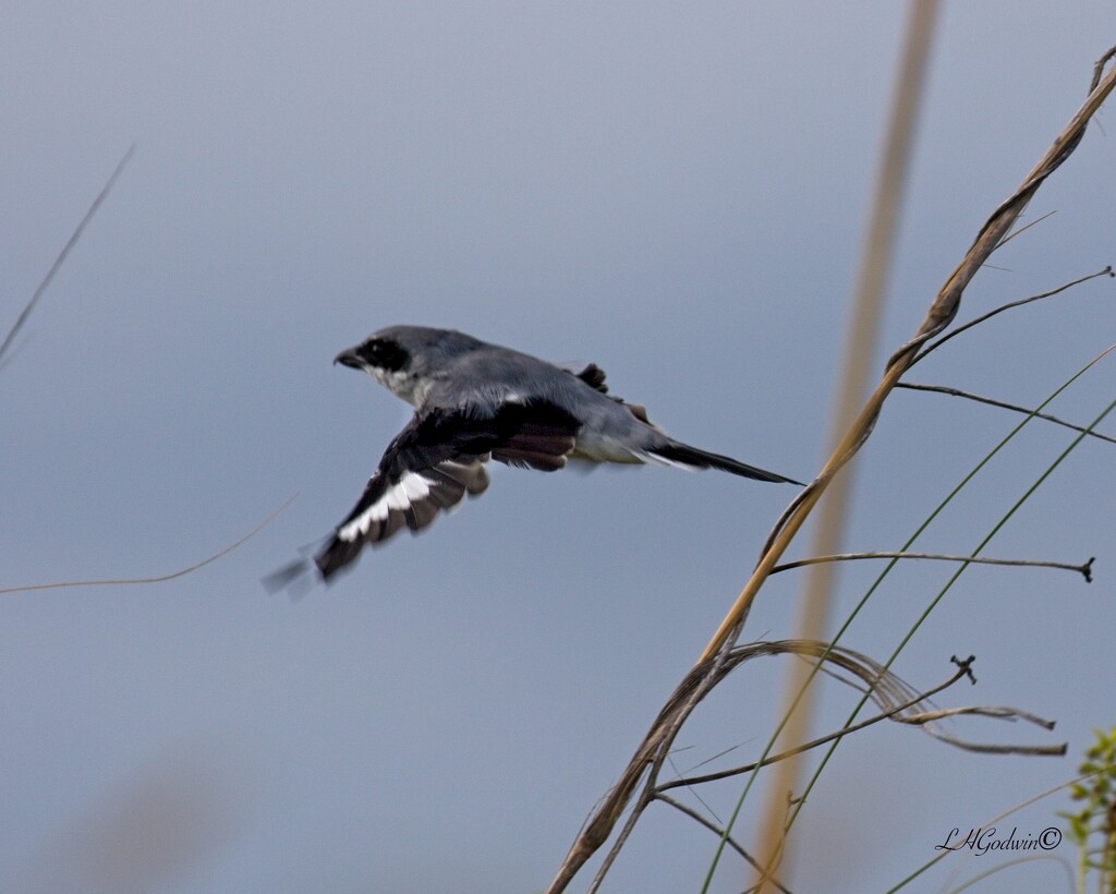 LHG_0075 Loggerheaded shrike in flight by rontu