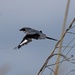 LHG_0075 Loggerheaded shrike in flight by rontu
