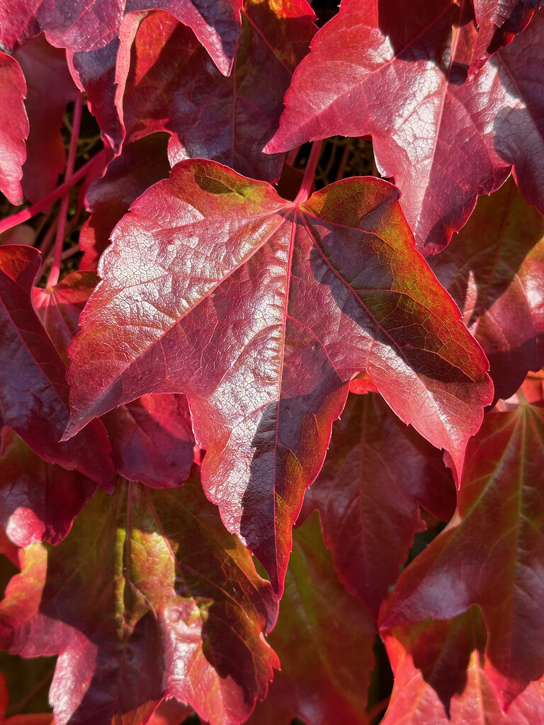 Stunning Leaves by 365projectmaxine