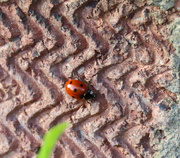 29th Sep 2023 - Ladybird on texture