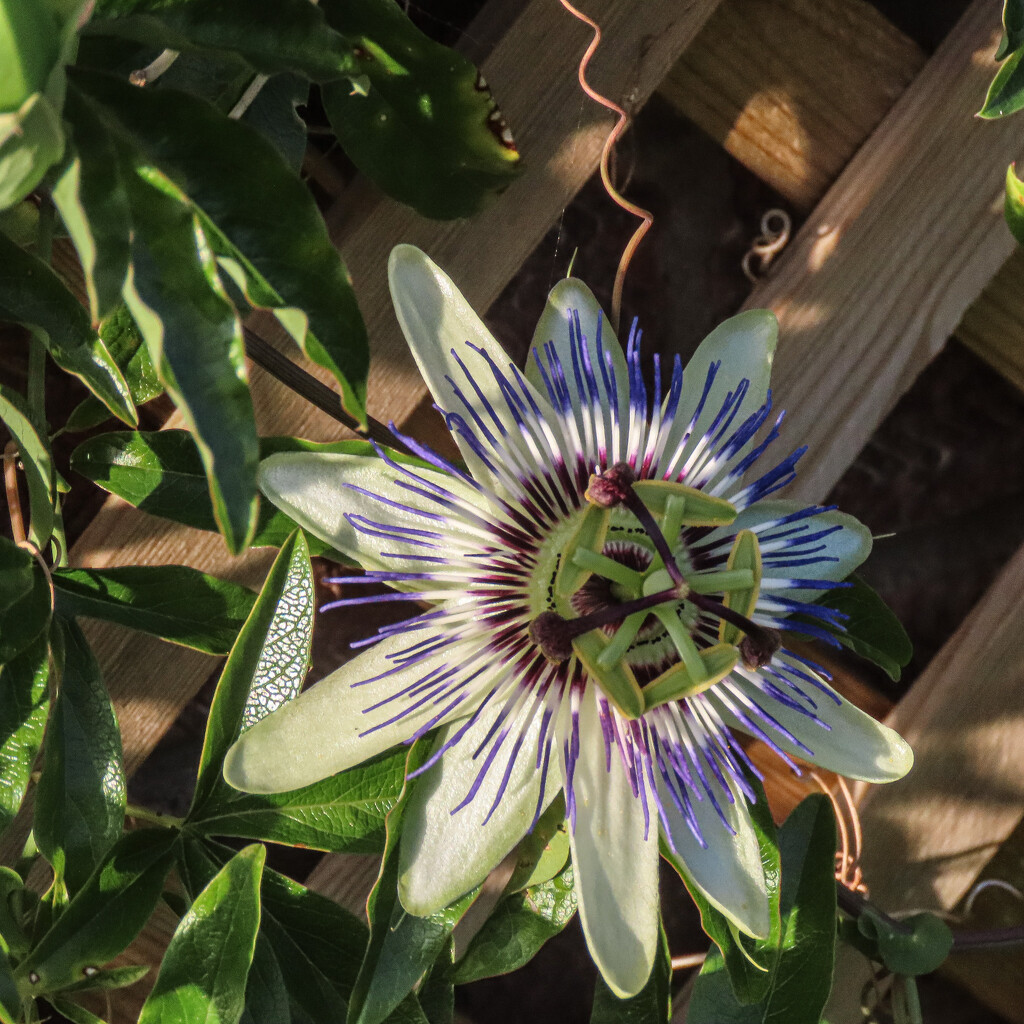 Pretty Passiflora by mumswaby