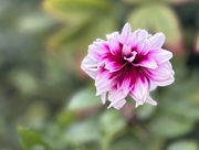 29th Sep 2023 - Another Dahlia