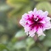 Another Dahlia
