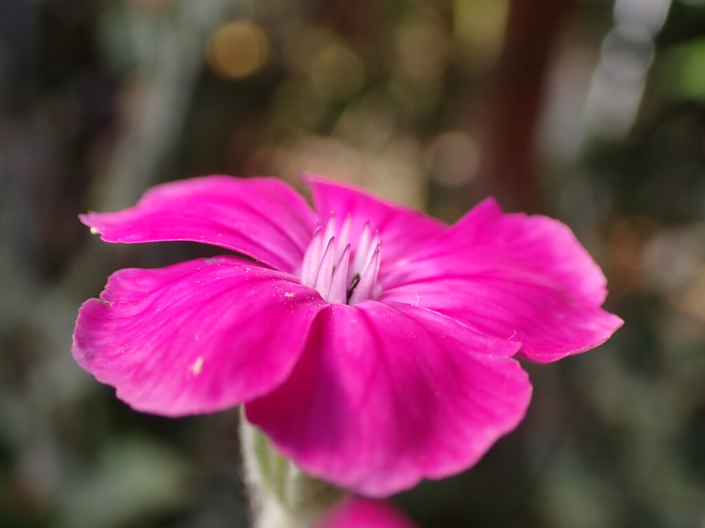 Rose Campion lasting by speedwell